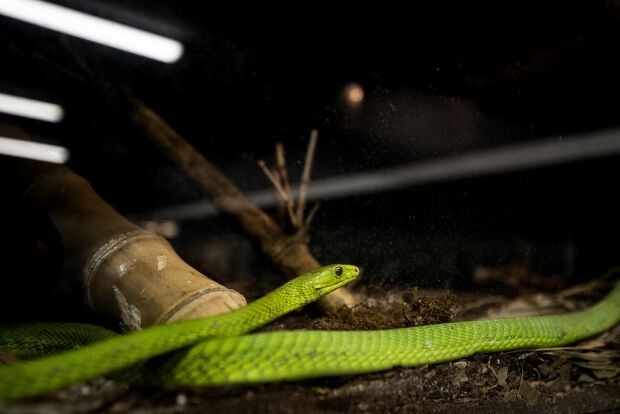 Eastern green mamba